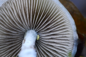 Echte kopergroenzwam (Stroparia aeruginosa) 10-2025 2412